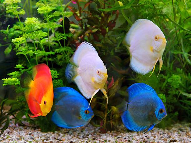 istock Discus (Symphysodon), multi-colored cichlids in the aquarium 180739243