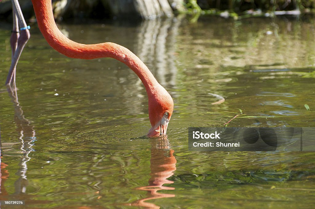 Fenicottero per nutrizione - Foto stock royalty-free di Ambientazione esterna