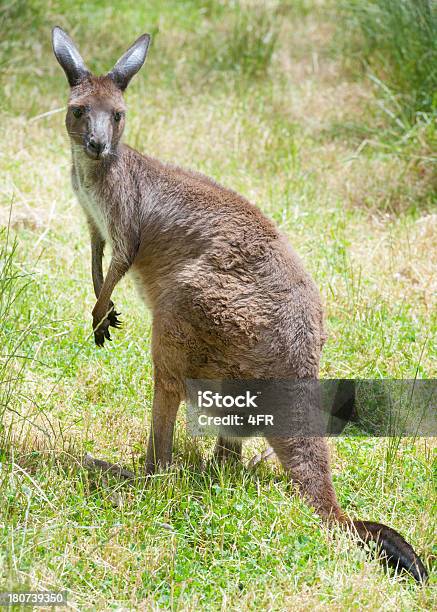 Kangaroo W Dzikiej Australia - zdjęcia stockowe i więcej obrazów Australia - Australia, Bez ludzi, Brązowy