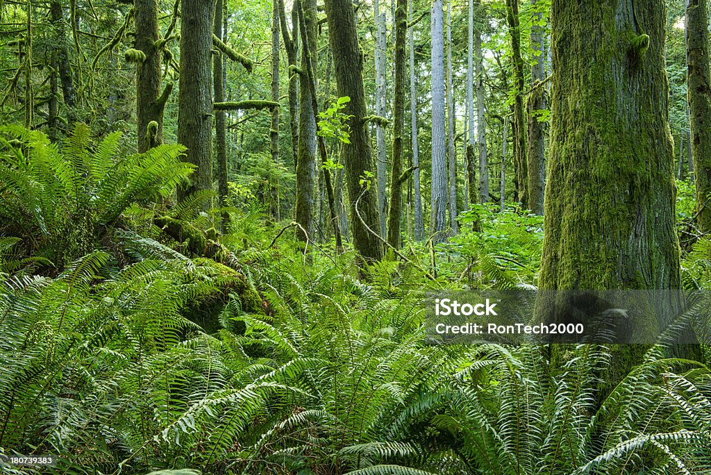 Bosque primario - Foto de stock de Aire libre libre de derechos