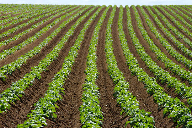 istock Field of potatoes 180739422