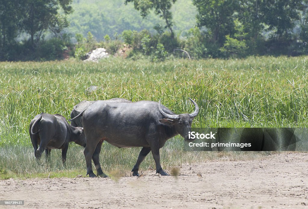 Thai Buffalo Campo in erba - Foto stock royalty-free di Sovrappeso