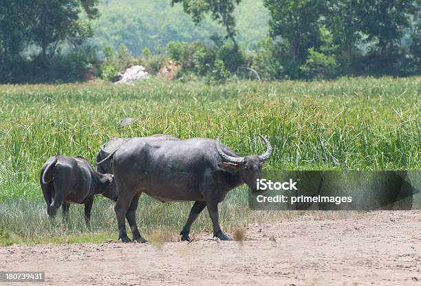 Thai Buffalo W Polu Trawy - zdjęcia stockowe i więcej obrazów Nadwaga - Nadwaga, Afryka, Azja