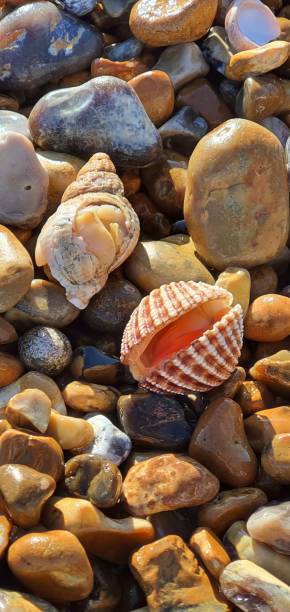 istock Top view of seashells on the beach 1807394993