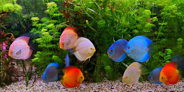 istock Discus (Symphysodon), multi-colored cichlids in the aquarium 180739560