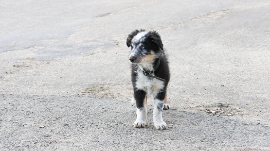 An adorable border collie puppy with heterochromia, standing on the street