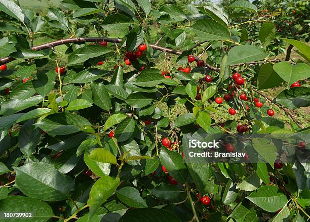 Wiśnie - zdjęcia stockowe i więcej obrazów Bez ludzi - Bez ludzi, Czerwony, Dojrzały