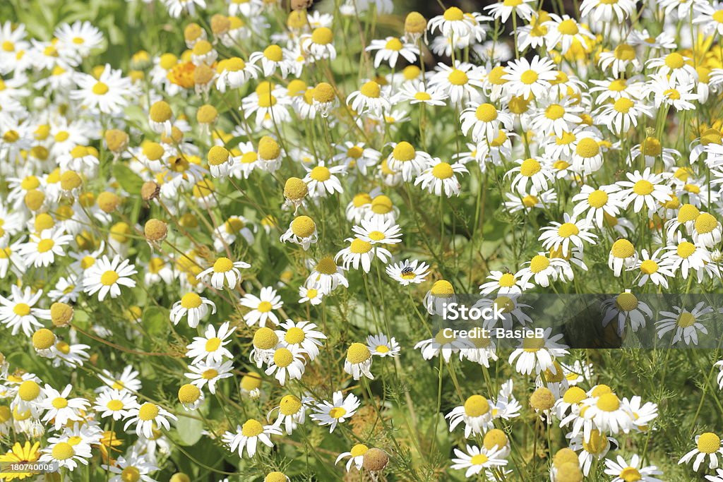 Fleurs de camomille Matricaria recutita - Photo de Blanc libre de droits