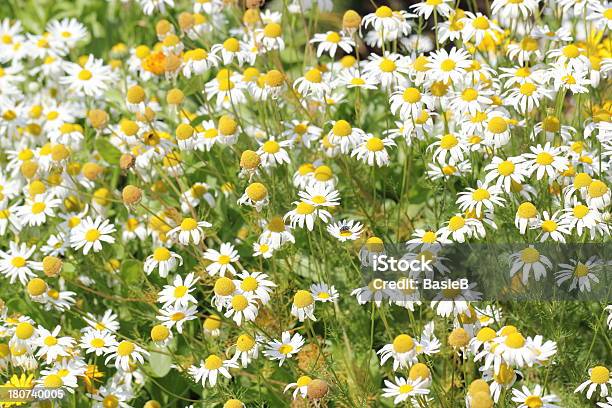 Photo libre de droit de Fleurs De Camomille Matricaria Recutita banque d'images et plus d'images libres de droit de Blanc - Blanc, Camomille - Fleur des zones tempérées, Capitule