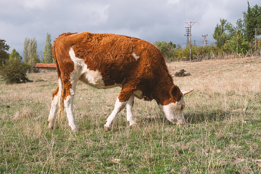 A cow is grazing in the pasture.