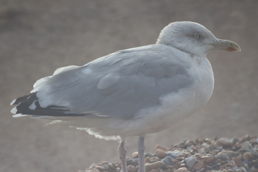 Seagull close up