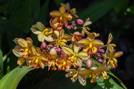 Beautiful yellow and pink orchids with a natural blurred background in Kauai, Hawaii, United States.