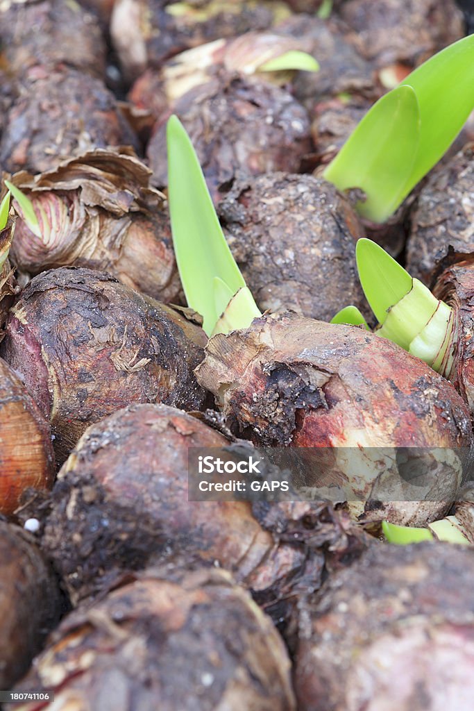 amaryllis les ampoules à la vente au marché aux fleurs - Photo de Amaryllis libre de droits