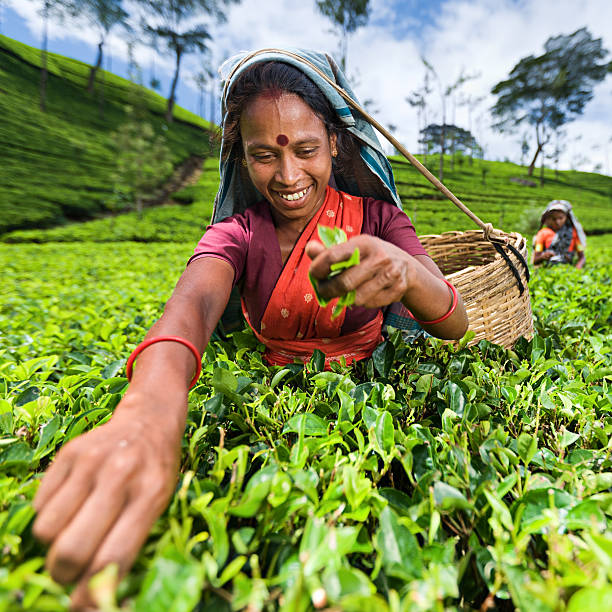 istock Tamil pickers collecting tea leaves on plantation 180741140