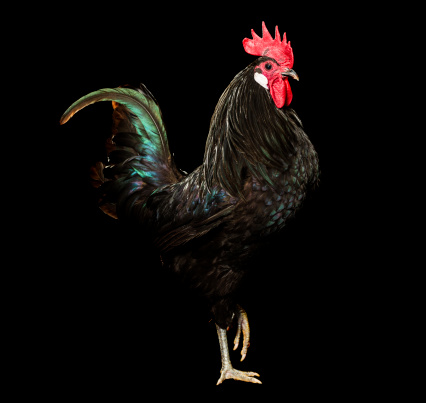 Black rooster on black background