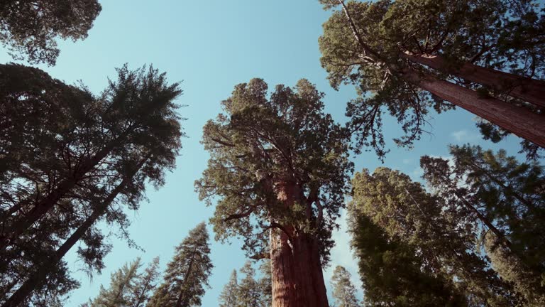 Low Angle of Forest Treetops