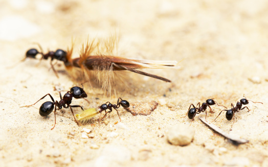 Messor Ants transporting seeds