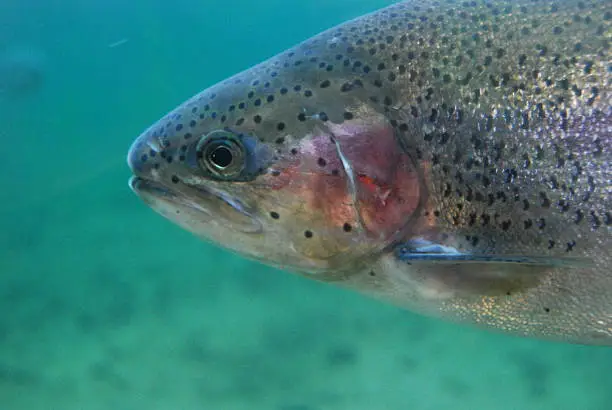 closeup of rainbow trout swimming in water.