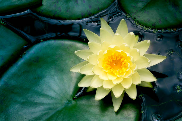 Beautiful rich colors of a waterlily on the water's surface. This beautiful Water Lily was photographed on an overcast  day with very soft light. The rich colors and saturation of this image is a story in itself.
