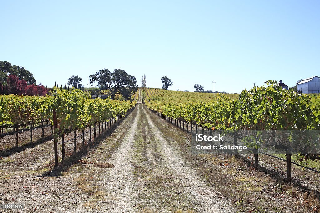 Anderson Valley vigneti della California settentrionale - Foto stock royalty-free di Valle di Anderson