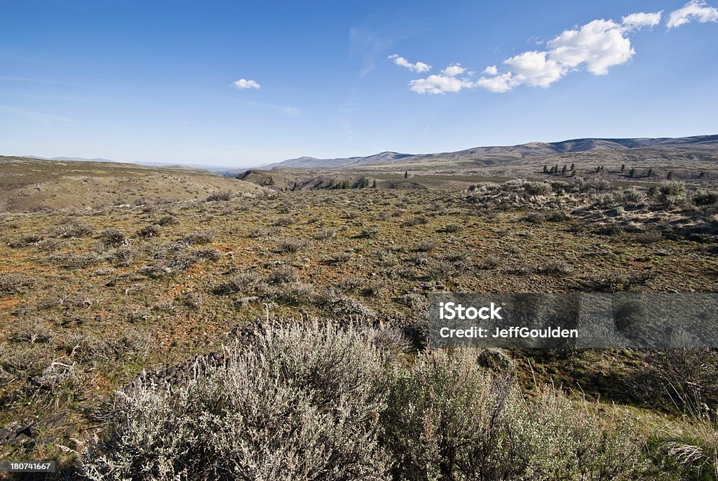 Artemísia em Umtanum Ridge - Foto de stock de América do Norte royalty-free