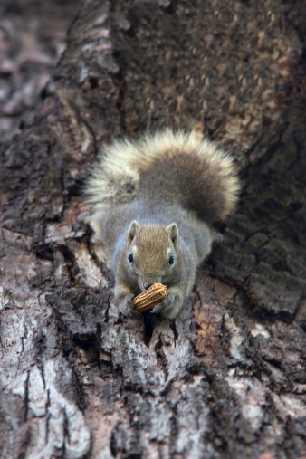 squirrel with nut