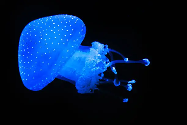 Photo of Jellyfish swimming