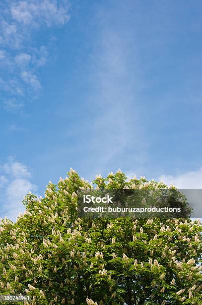 Chestnut Canopy Stock Photo - Download Image Now - Blossom, Chestnut Tree, Cloud - Sky
