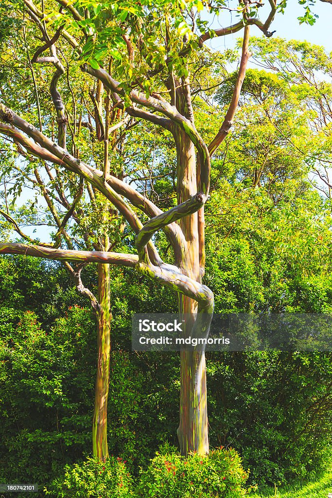 Arcobaleno eucalipto - Foto stock royalty-free di Albero