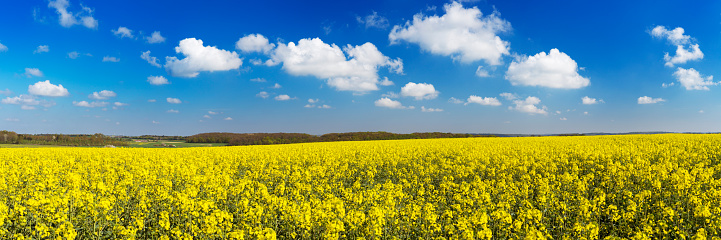 A large canola field under a blue sky with clouds. A seamlessly stitched panoramic image.