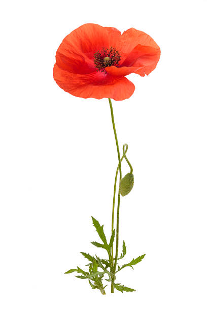 Poppy flower. stock photo