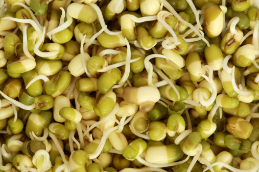 Sprouted Mung bean Seeds - macro