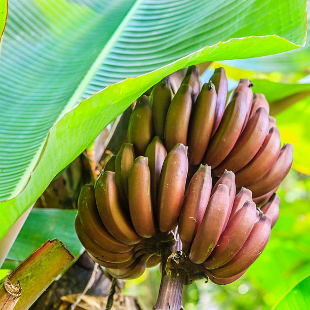 Bunch of bananas. St. Lucia