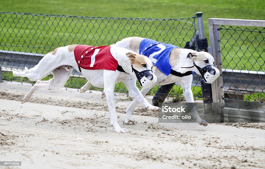 Greyhounds su pista - Foto stock royalty-free di Aggressione