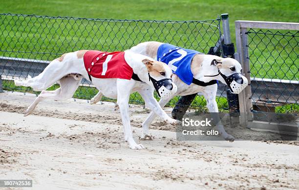 Greyhounds Su Pista - Fotografie stock e altre immagini di Aggressione - Aggressione, Animale, Cacciare