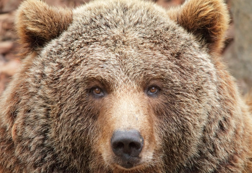 Brown Bear close-up. Selective focus on eyes.