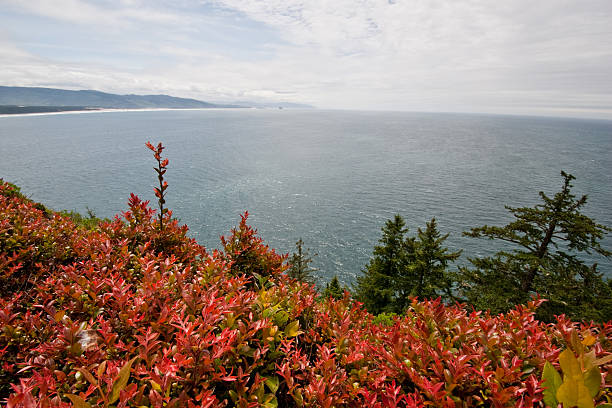 Colorfull Hillside at Cape Lookout The landscapes and seascapes of the Pacific Coast are a constant source of inspiration for photographers. This picture of a colorful hillside and the Pacific Ocean was photographed from Cape Lookout near Tillamook, Oregon, USA. jeff goulden oregon coast stock pictures, royalty-free photos & images