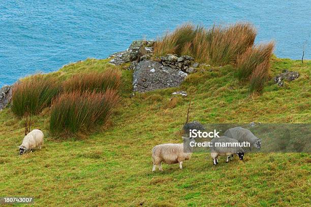 Costa In Irlanda - Fotografie stock e altre immagini di Acqua - Acqua, Ambientazione esterna, Bestiame