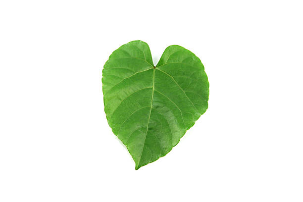 istock Green leaves shaped like heart. 180743012