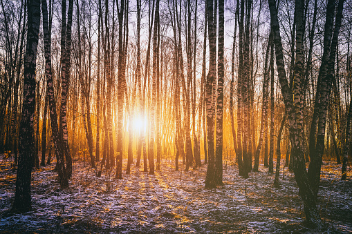 The sun's rays breaking through the trunks of birches and the last non-melting snow on the ground in a birch forest in spring. Vintage camera film aesthetic.