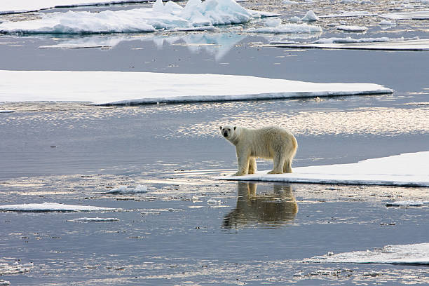Polar bear standing on ice floe surrounded by water