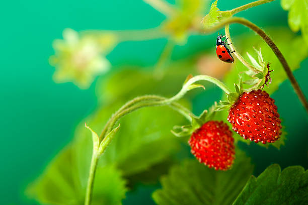 Ladybird walking on stem strawberries. stock photo