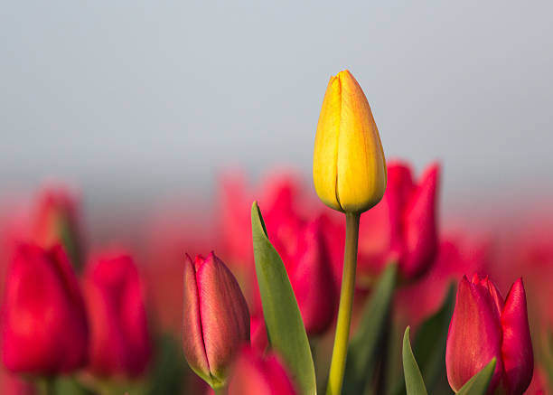 istock Dutch Tulip field - close-up 180743176