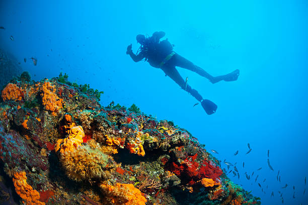 istock Scuba Diver  And Coral Reef 180743417