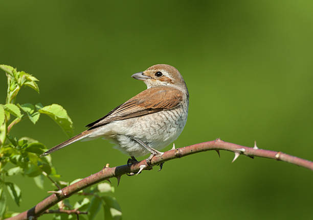 istock Female Red-backed Shrike (Lanius collurio) 180743422