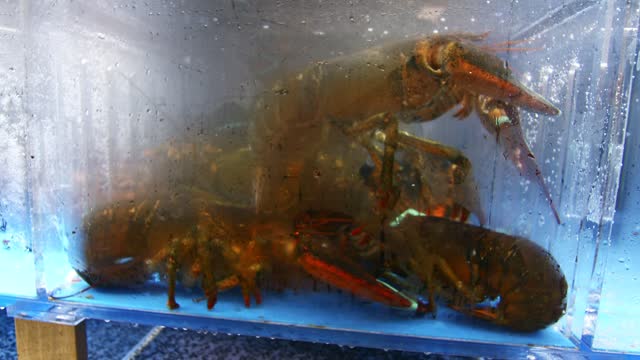 live lobsters in a fish tank at as asian supermarket
