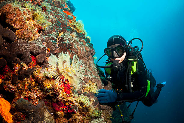 istock Scuba Diver  And Coral Reef 180743568