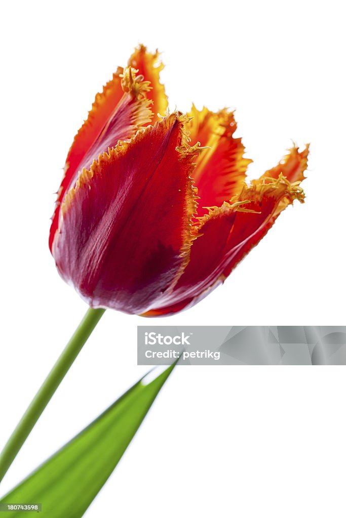 Vermelho Túlipa - Royalty-free Tulipa estella rijnveld Foto de stock