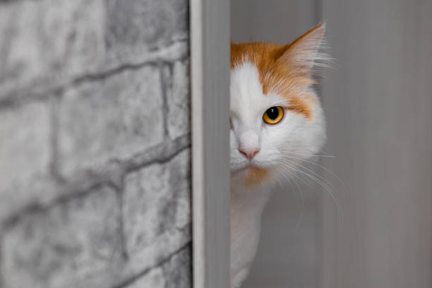 istock the cat peeks out from around the corner 1807436010