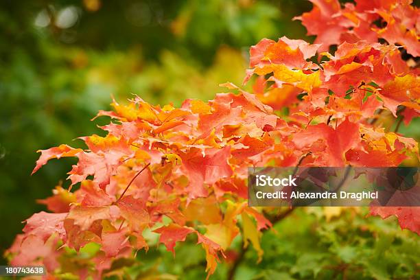 Colori Autunnali - Fotografie stock e altre immagini di Acero - Acero, Ambientazione esterna, America del Nord